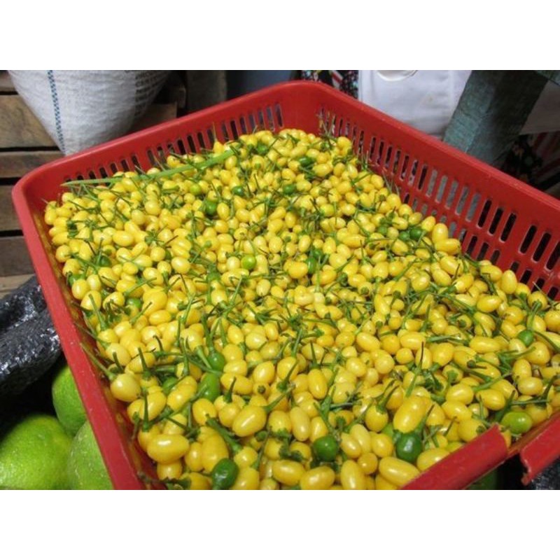 100 gam Quả ớt Charapita . Tặng 10 hạt