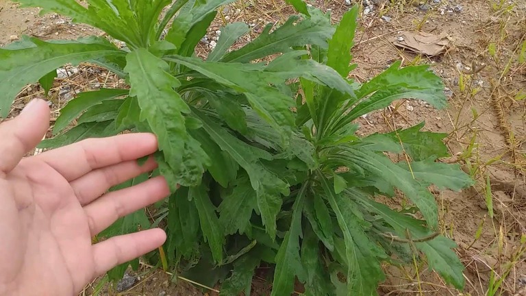 Cây Ngải Dại khô 500g GT332