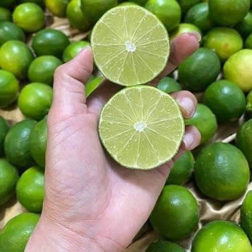 cây giống chanh tứ quý (chuẩn giống-siêu sớm)