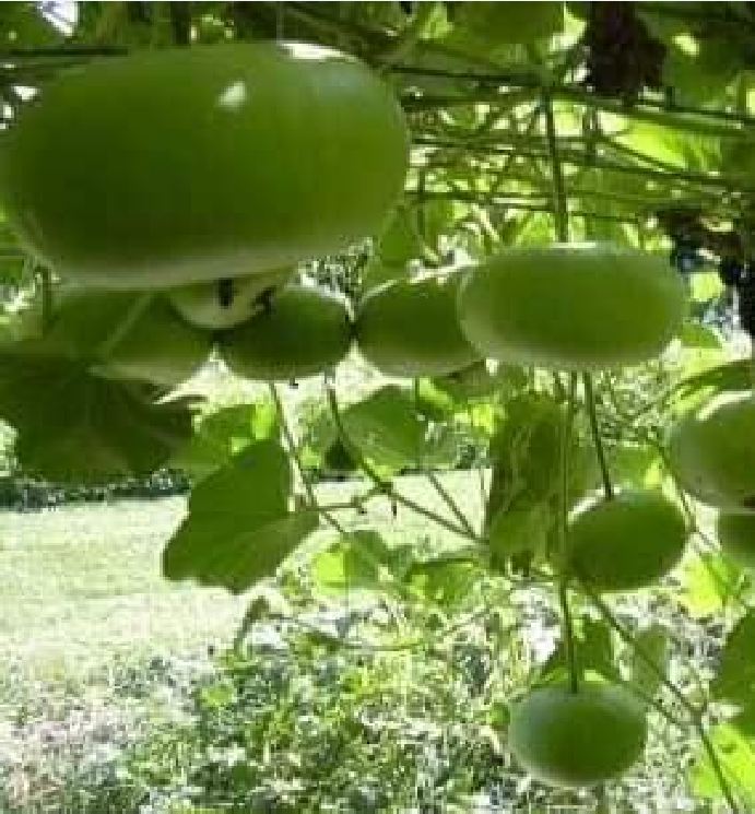 Hạt giống bầu tròn Thái - ( Hạt nảy mầm tốt ) 1 gói 2gram - VTNN2