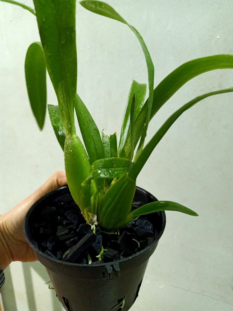 hoa lan vũ nữ NR ( nhện đỏ)