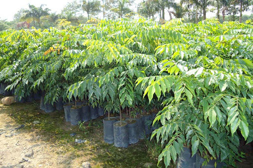 Cây giống cây Gỗ Lim Xanh (combo 5 cây 150k)