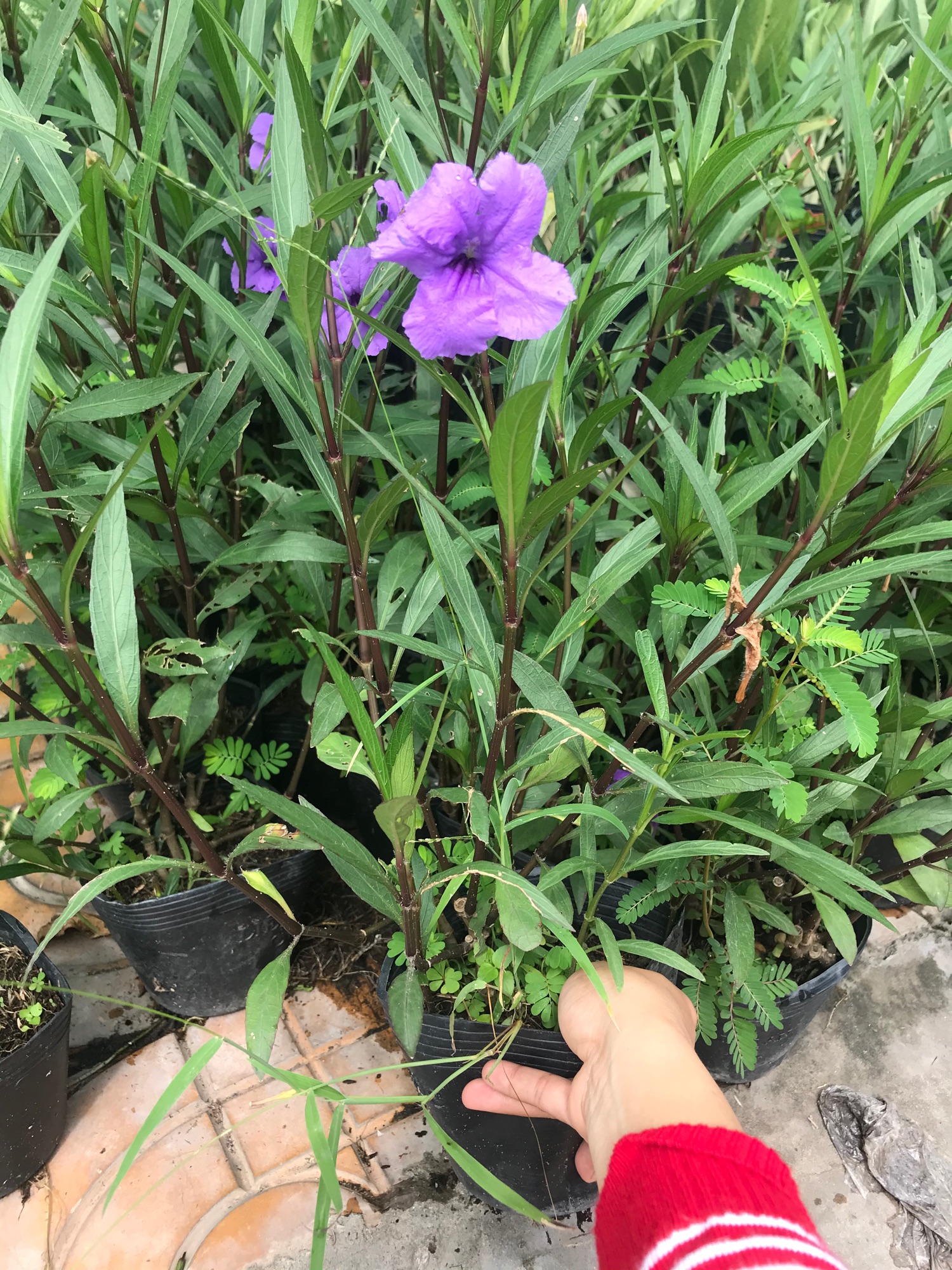 5 cây Chiều tím + tặng phân bón