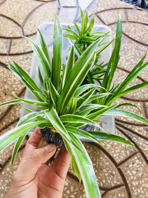 Cây Giống Cỏ Lan Chi (combo5 cây )