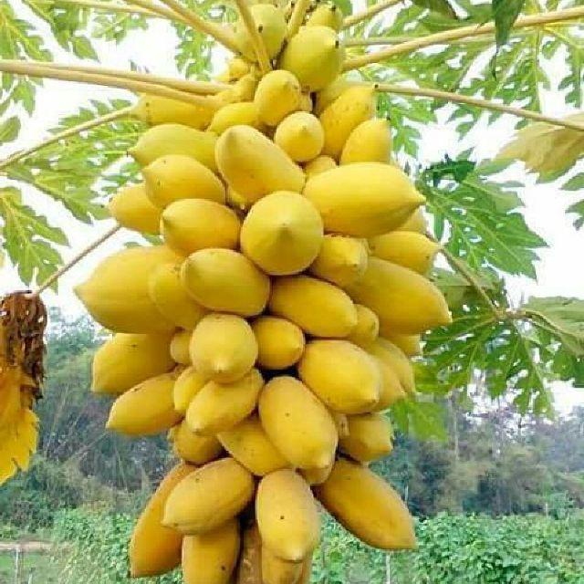 Hạt giống đu đủ vỏ vàng