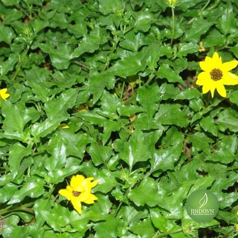 Cây sài đất (gói 1kg) - LV153
