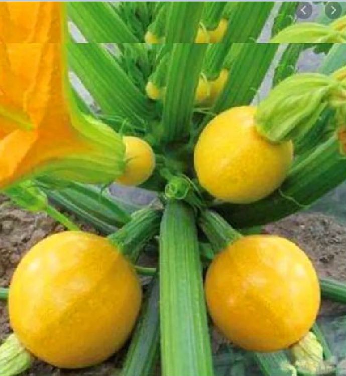 Hạt Giống Bí Ngòi Tròn Vàng 2gr/gói ( Tặng gói kích thích hạt nảy mầm )
