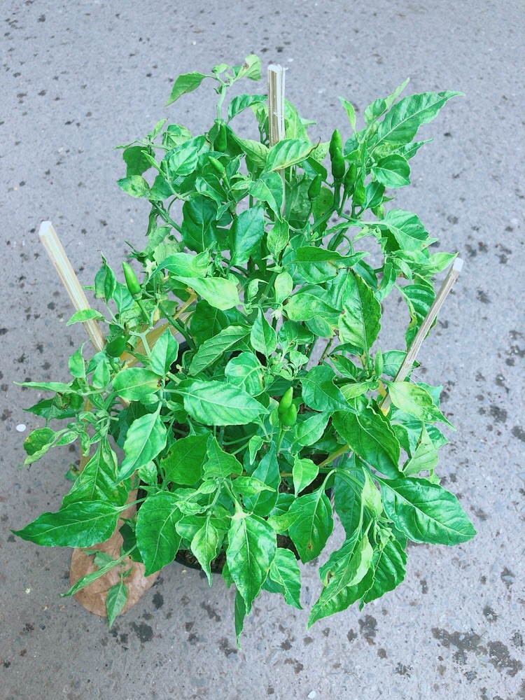 Cây Ớt Chim