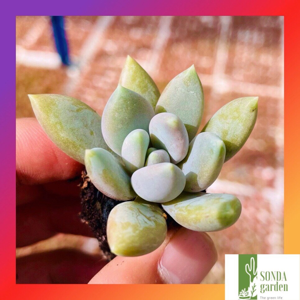SEN ĐÁ SỎI XÁM SIZE MINI SIÊU KHỎE ĐẸP LỖI 1 ĐỔI 1