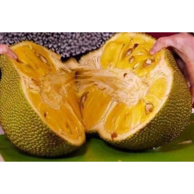 Cây giống mít dai mật ống bảo hành_cây giống miền tây nguyên