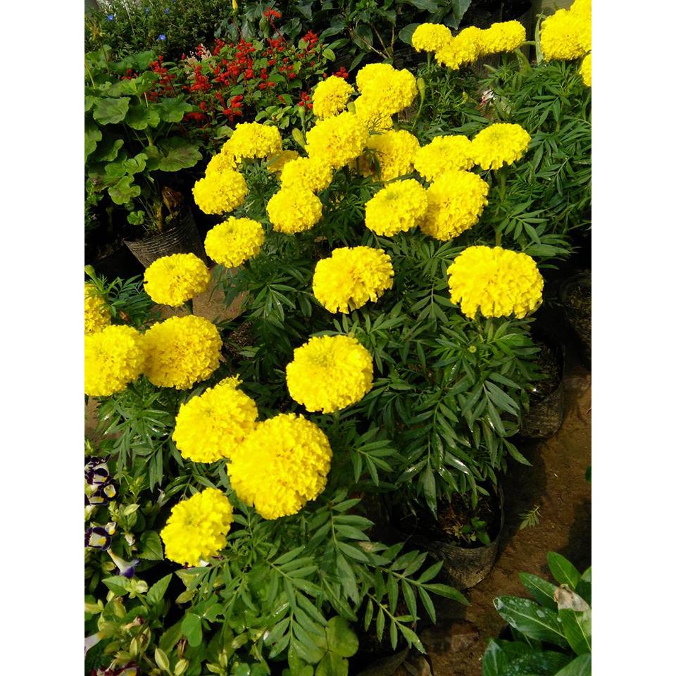 Hạt Giống Hoa Cúc Vạn Thọ Mỹ - 50 Hạt