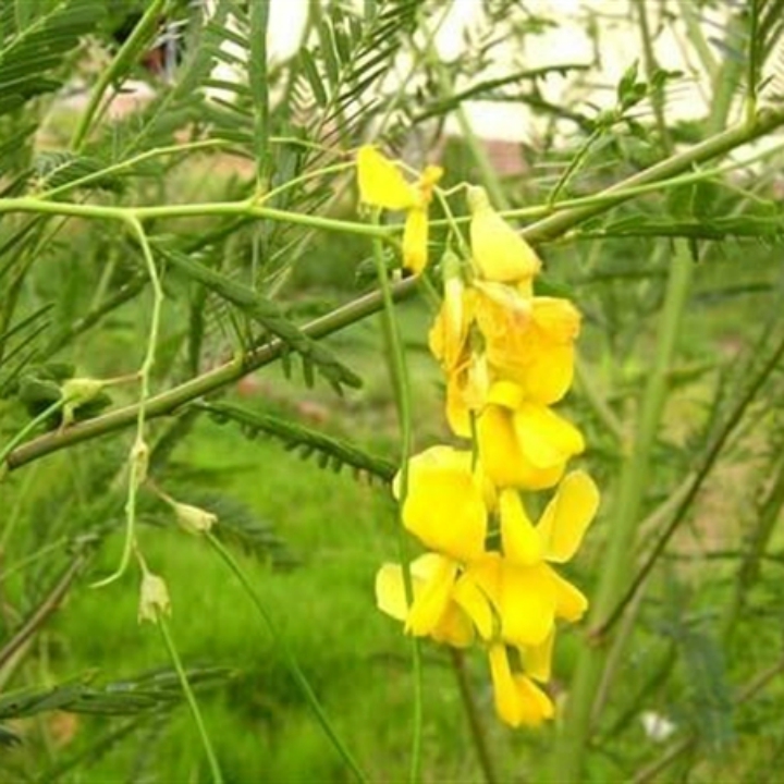 Hạt giống bông điên điển gói 1gr