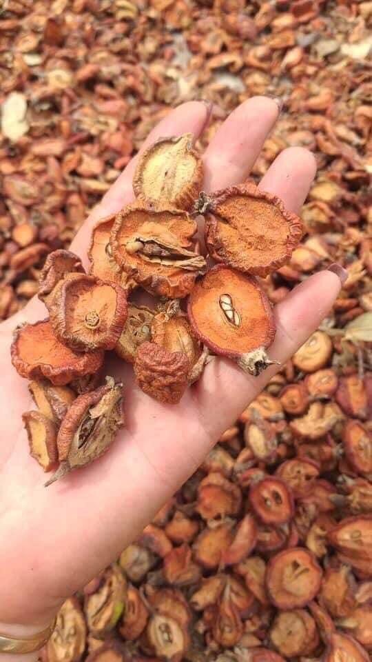 TÁO MÈO KHÔ TÂY BẮC