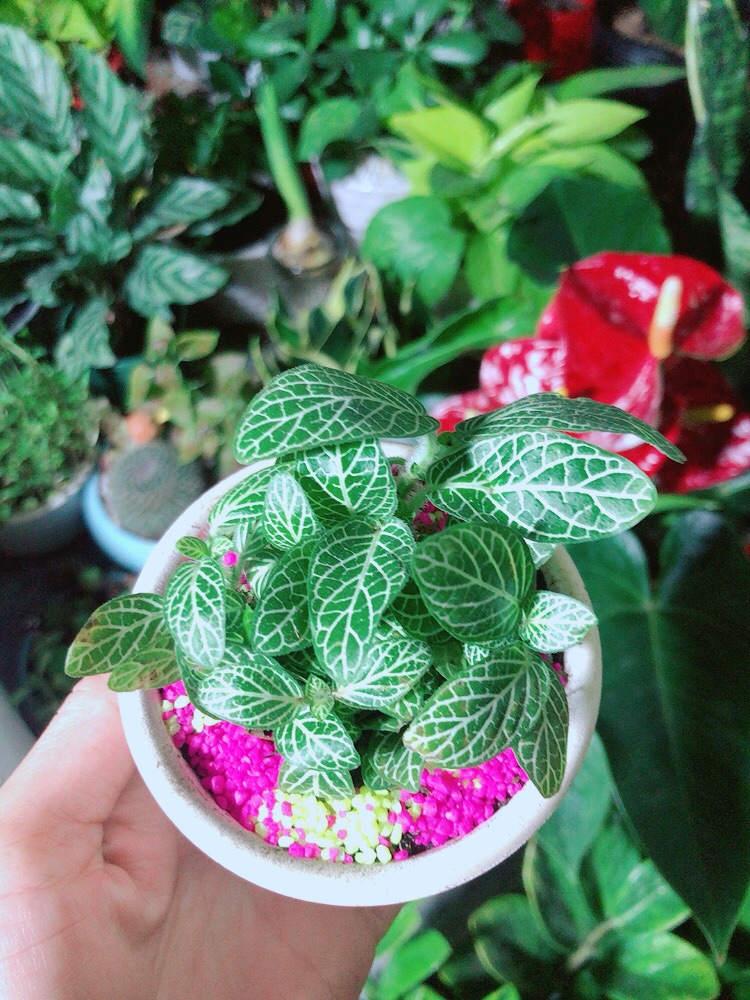 Chậu Cây Cẩm Nhung (lá may mắn) Màu Xanh Lá