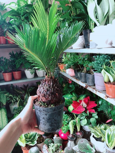 Cây Thiên Tuế