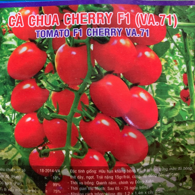 Hạt giống Cà chua cherry f1