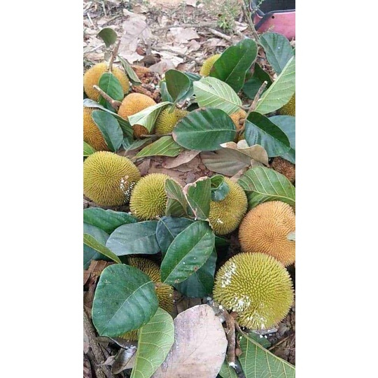 Cây giống Mít Ấn Độ Quả Nhỏ Siêu Ngọt