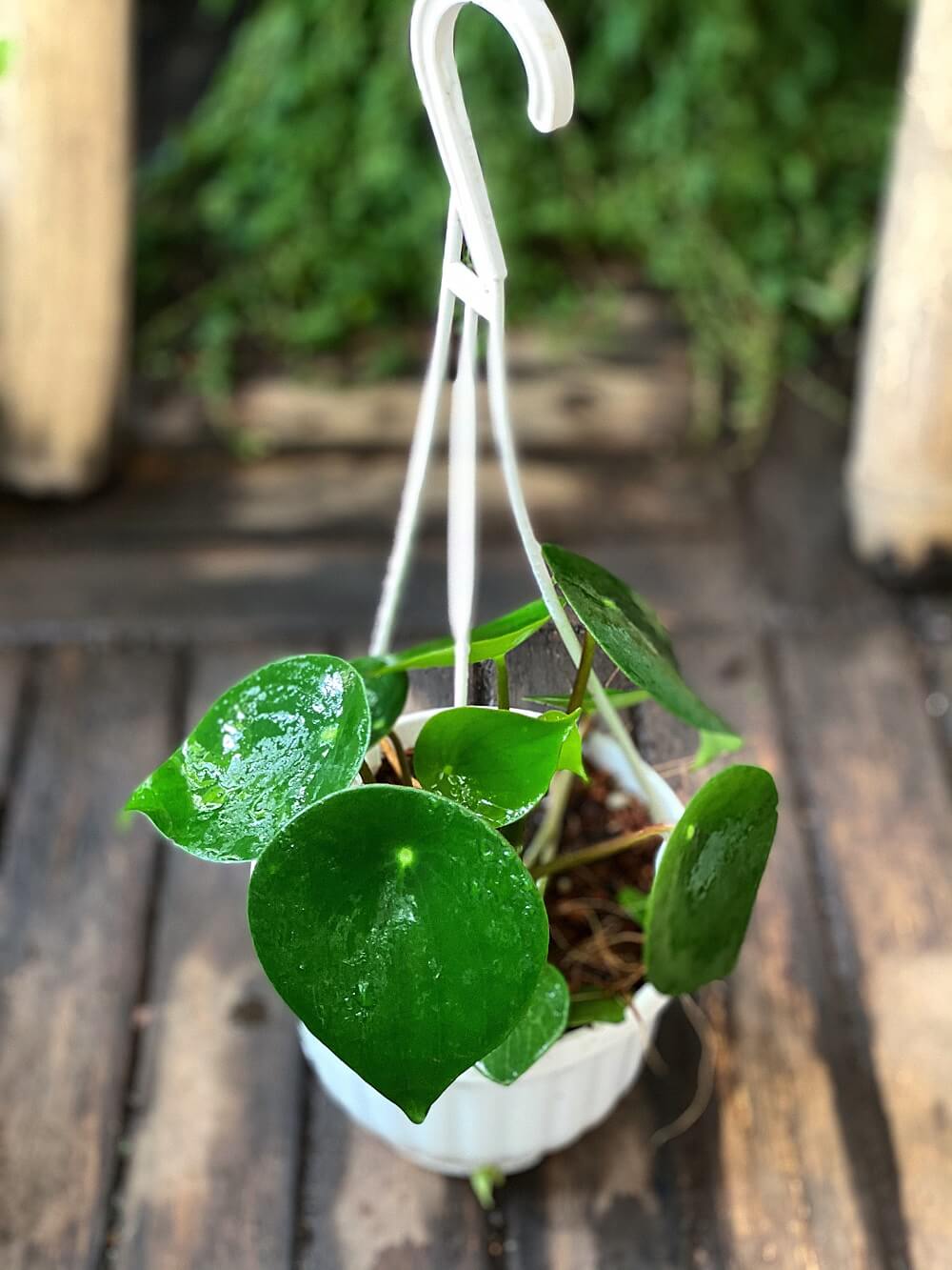 Cây Peperomia polybotrya Raindrop (Cây Giọt Mưa) chậu treo bí ngô