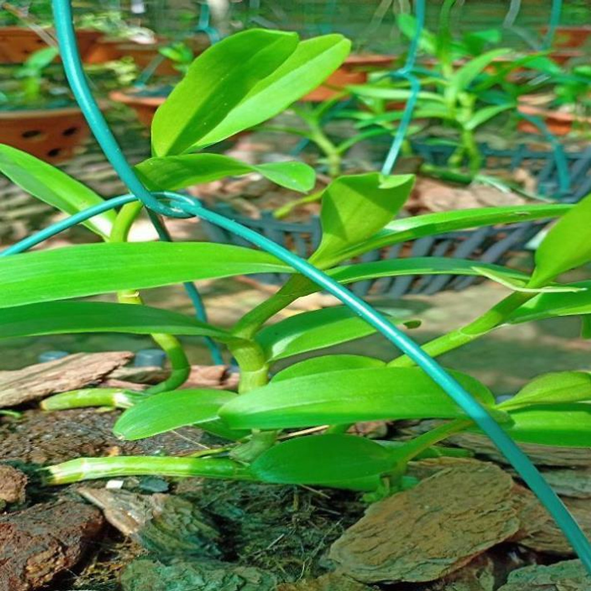 Hoa lan phi điệp - 5ct người đẹp bình dương(gieo hạt,cây năm 1,cao12cm)