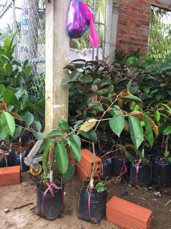 cây giống vú sữa mika
