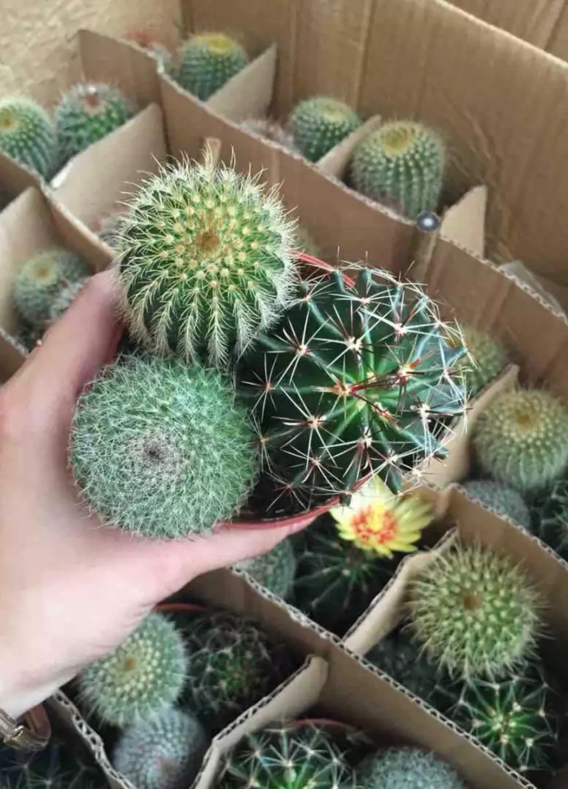 Combo 3 cây xương rồng ( gửi cây ngẫu nhiên khác nhau )