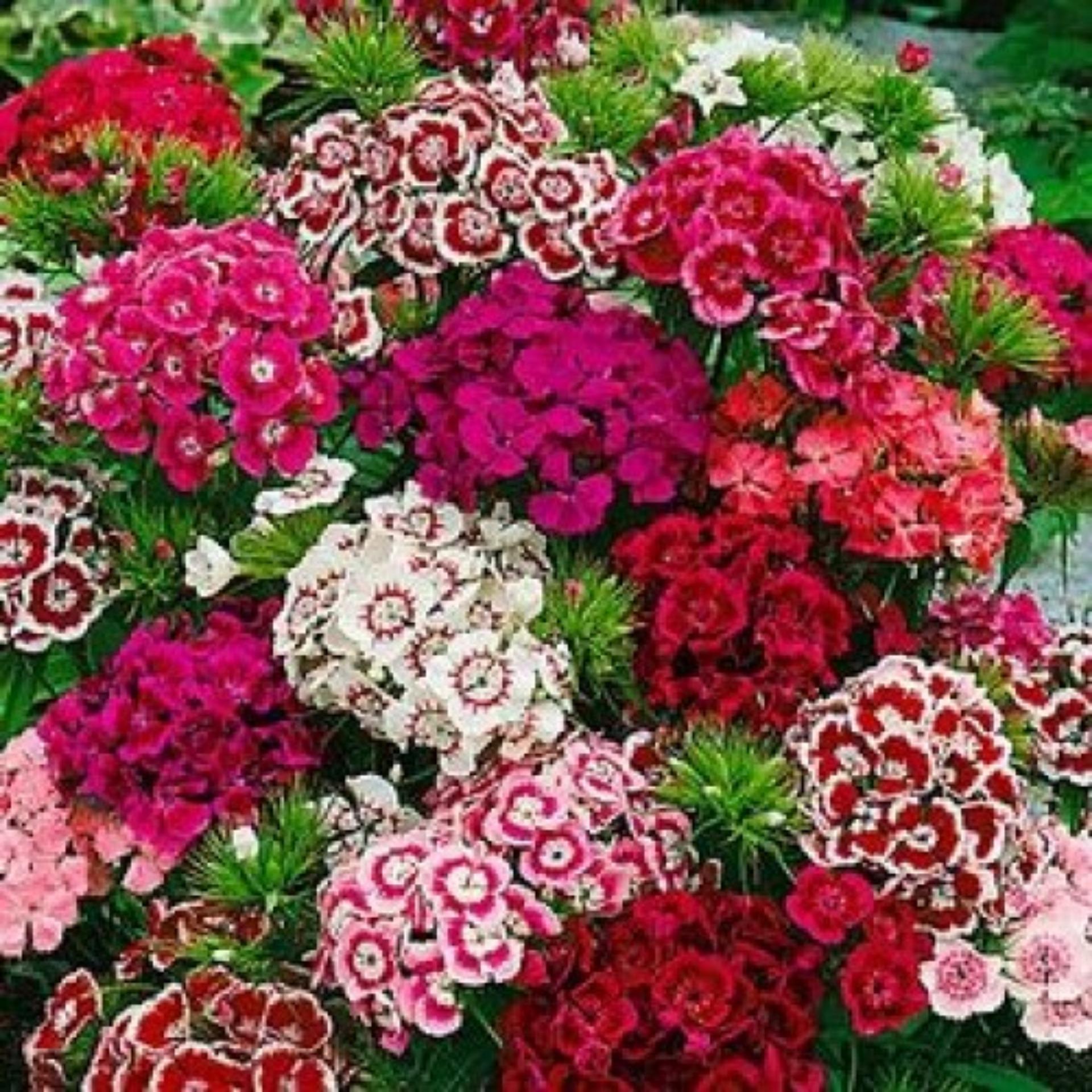 100 Hạt giống Cẩm chướng chùm mix