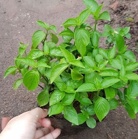 1kg Lá Cẩm Tím( giống chuẩn của người dân tộc, màu tím tươi )