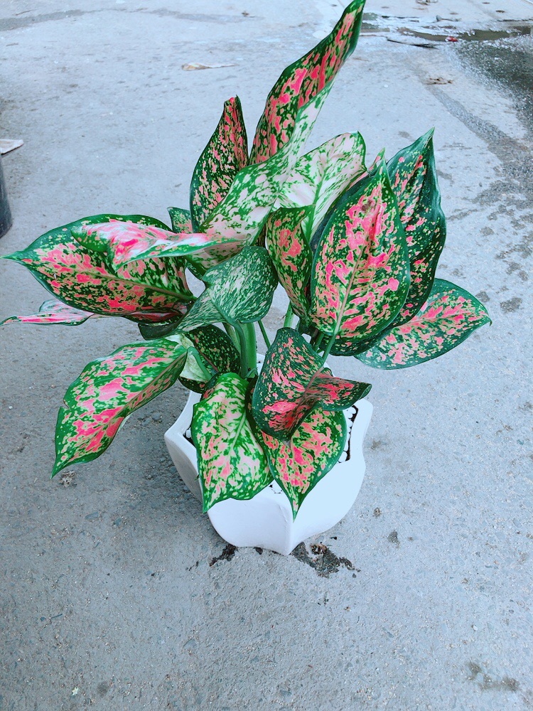 Chậu Vạn Lộc