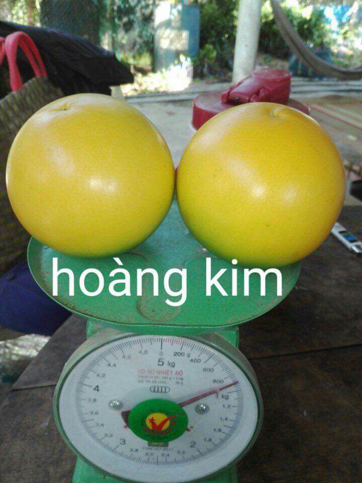 Cây vú sữa hoàng kim (dòng F1 đài loan)