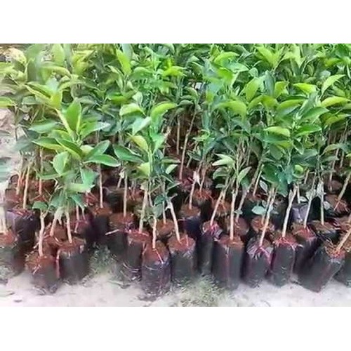 Giống cam sành không hạt LĐ6