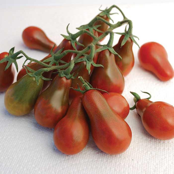 [Mới] - Hạt giống cà chua bi hồ lô sôcôla  giá rẻ