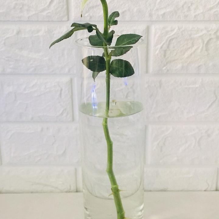 Chậu thủy tinh cắm hoa 10x30cm