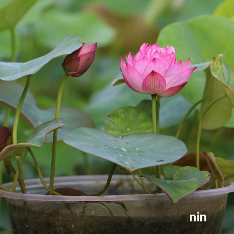 Sen Mini Nhật Màu Ngẫu Nhiên