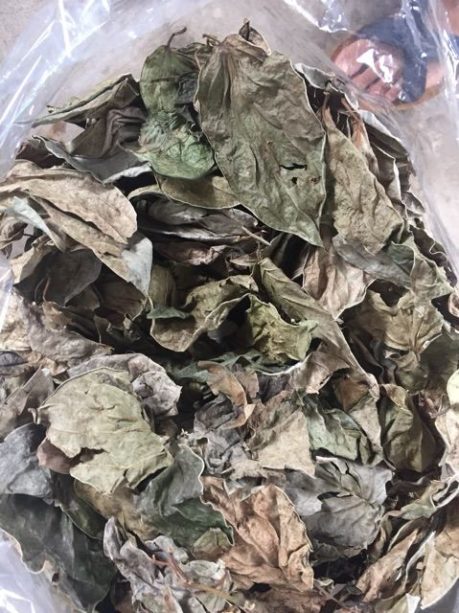 Lá trầu không sấy khô 500g - Thảo Dược Tấn Phát