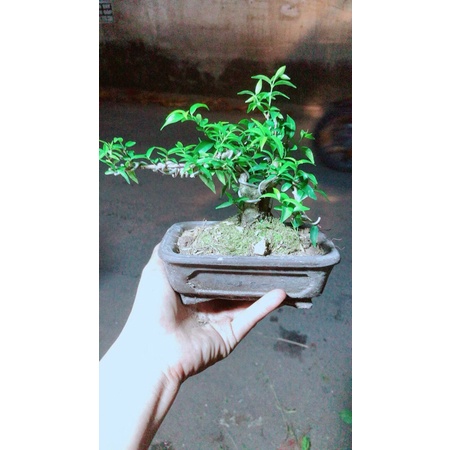 Chậu Cây Mai Chiếu Thuỷ