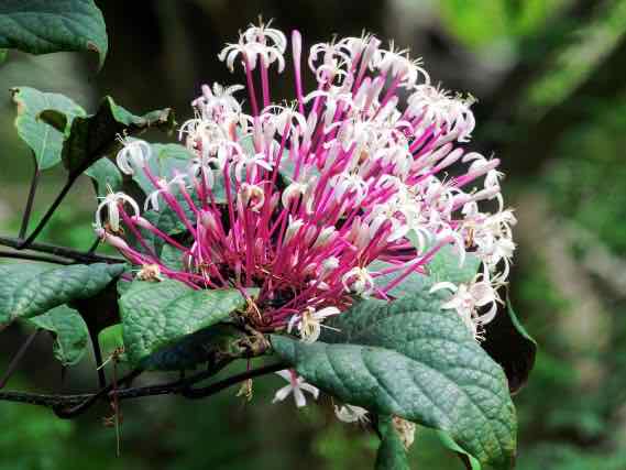 Cây bông pháo hoa - Cây giống cây hoa pháo