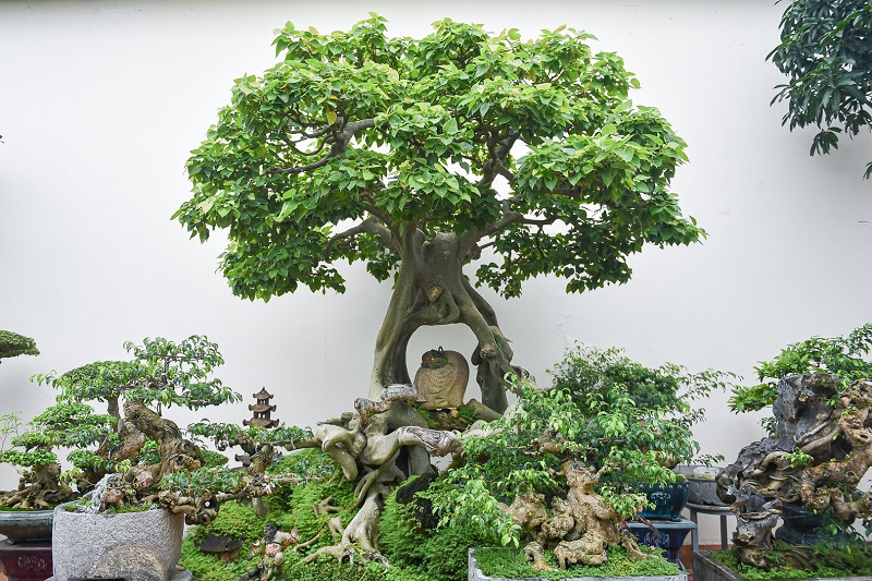 "Gói 100 Hạt " Hạt giống cây bồ đề ấn độ ( Bồ Đề Cảnh)