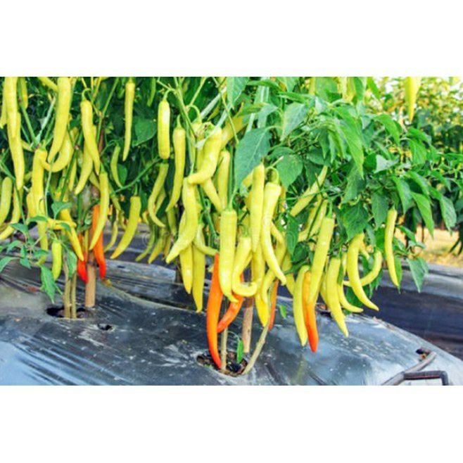Hạt giống ớt sừng vàng châu phi- gói 0.5gram