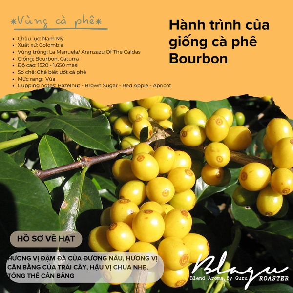 Cà Phê Blagu Hạt Đã Rang, Brazil Yellow Bourbon - Medium Roast - 250g