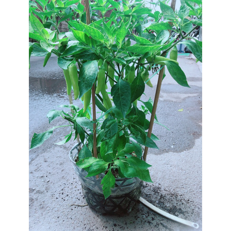 Bụi Ớt Sừng Lớn