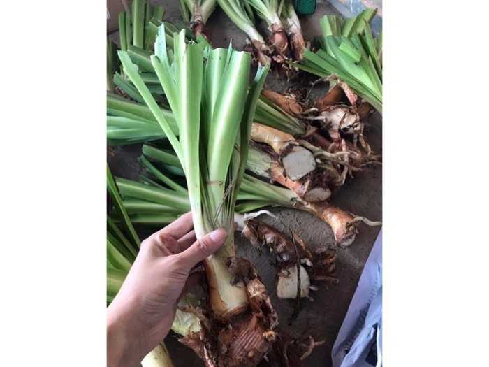 Củ Giống Hoa Thanh Anh arapang Mix - 1 củ