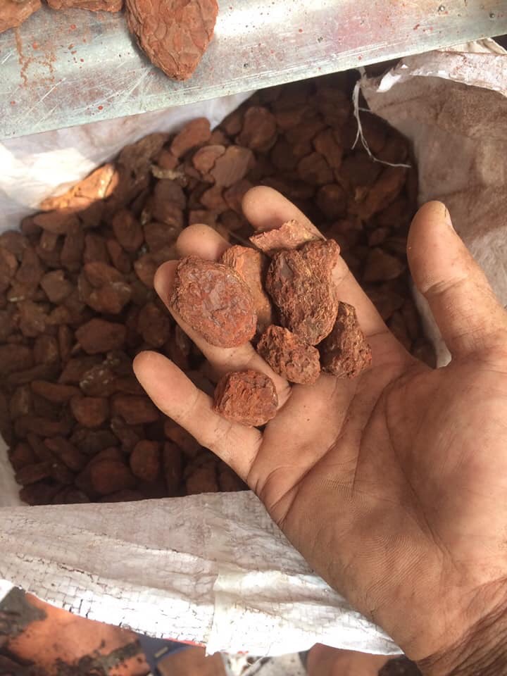 1kg vỏ thông xay hạt đỗ trồng lan