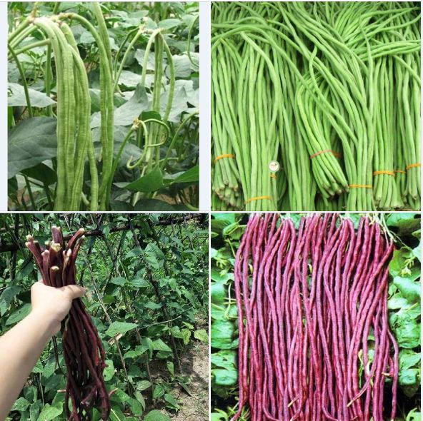 Combo 2 gói hạt giống đậu đũa ( 1 gói xanh và 1 gói đỏ )