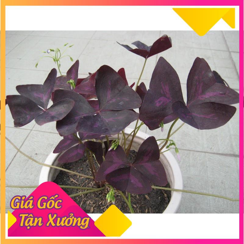 [HCM]Khu Vườn combo 3 Củ Hoa Bướm Đêm 3 Lá Tím .