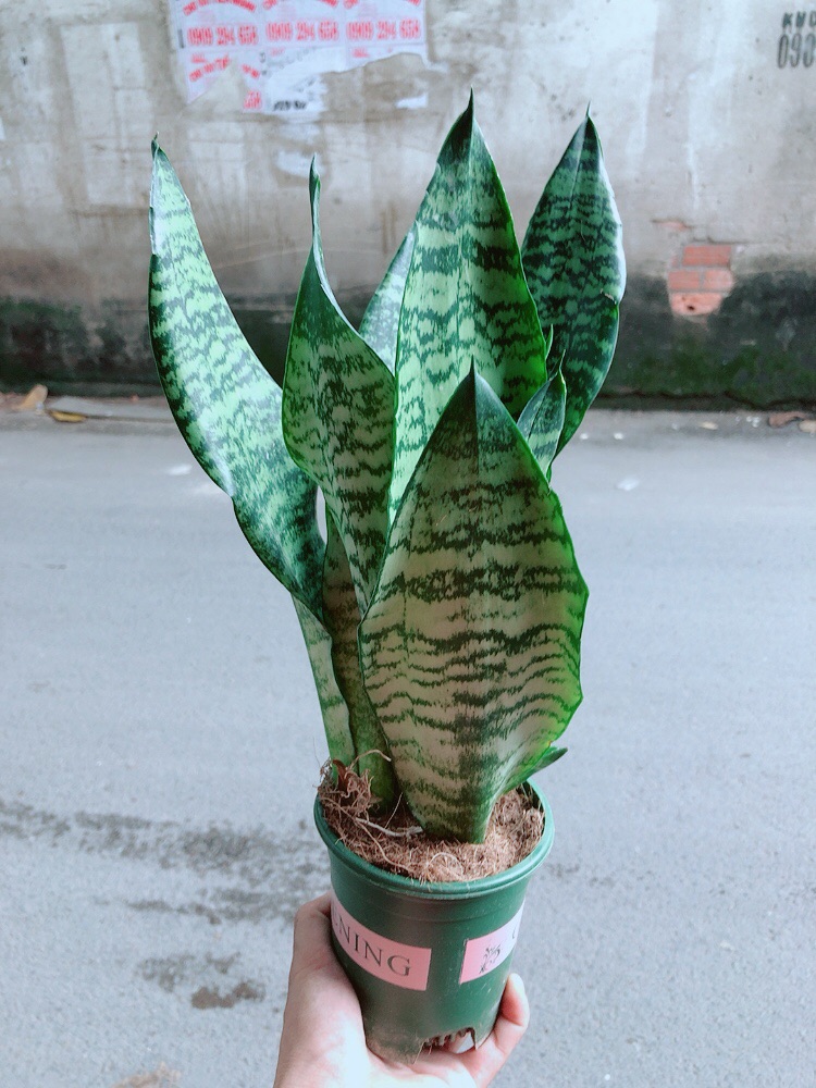 [HCM]Lưỡi Hổ Xanh