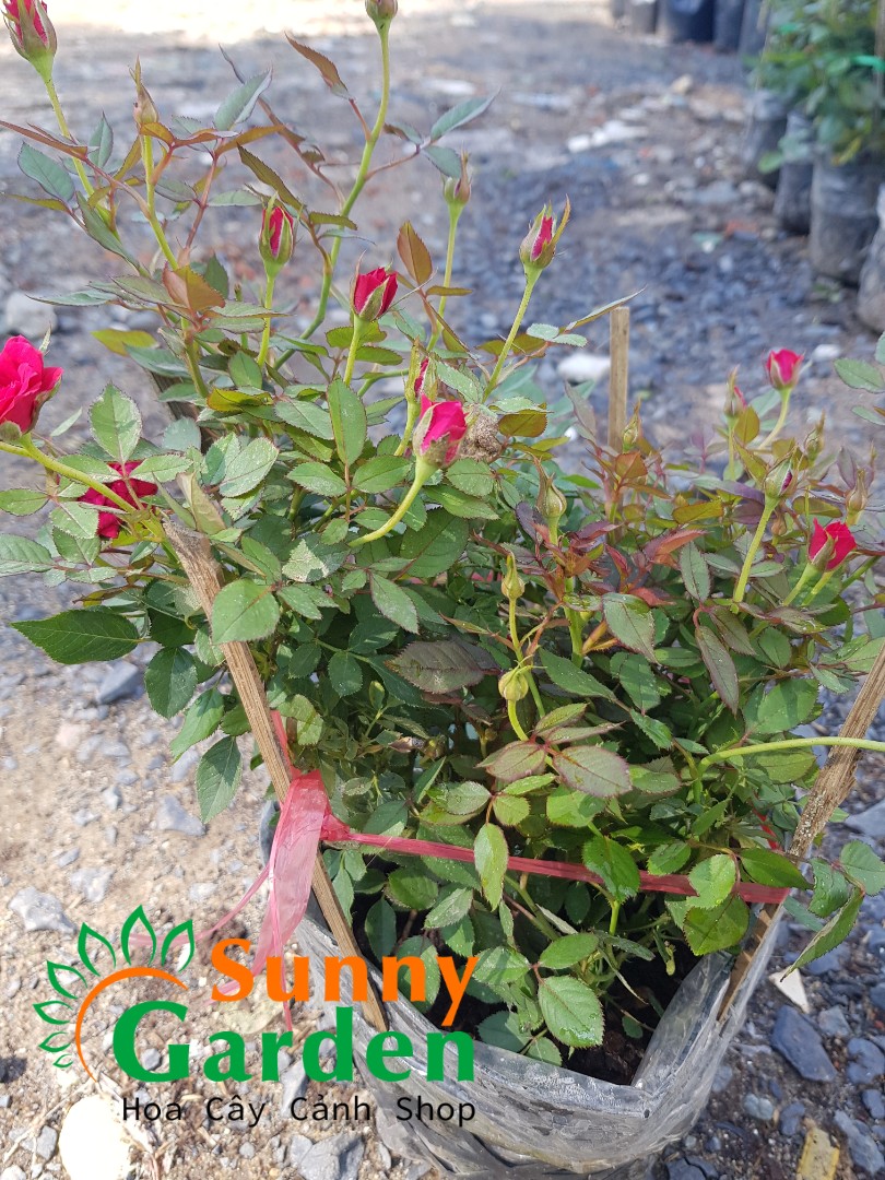 [Chuẩn Giống F1] Cây Hồng Tỉ Muội, Cao 20-30cm - Cây Cảnh có tên khoa học là chinensis Jacq.Var.minima Redh. Cây còn có tên gọi khác là hoa hồng tiểu muội hay hồng nhài