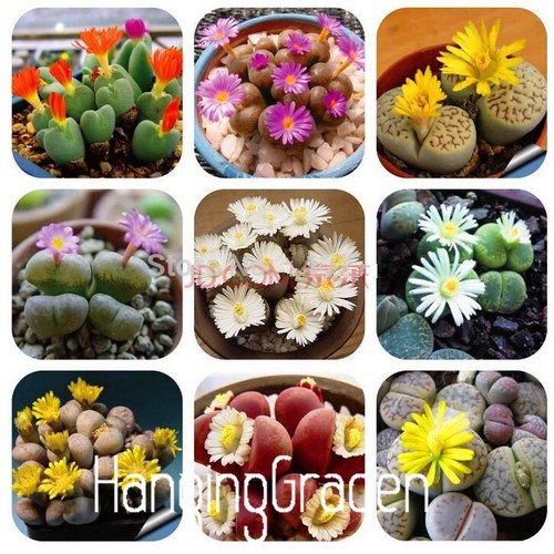 Mixed Live Stone (Lapis Lazuli) Seeds – 15 Seeds