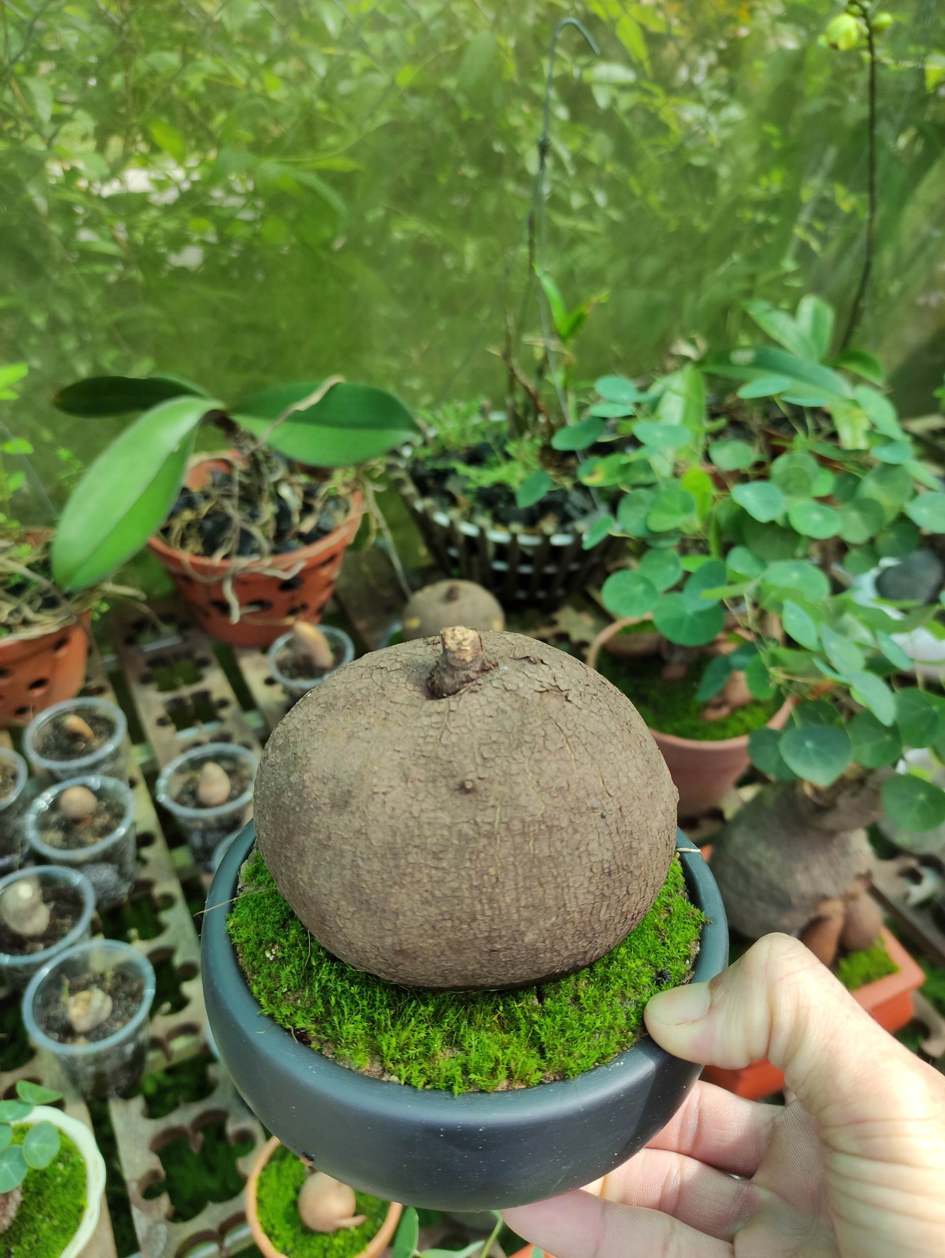 Củ bình vôi
