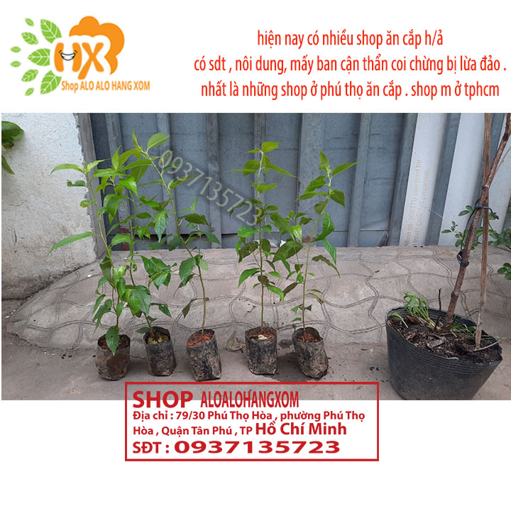 [HCM]combo 5 cây mai anh đào cây con [ cây giống ] .