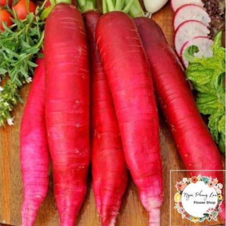 Hạt giống củ cải đỏ dài - gói 5 gram